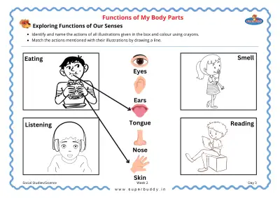 Preview of the first page of Exploring Functions of Our Senses