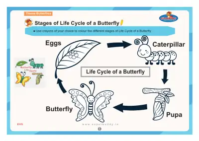Preview of the first page of Stages of Life Cycle of a Butterfly