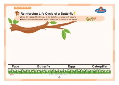Preview of the first page of Reinforcing Life Cycle of a Butterfly
