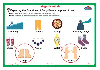 Preview of the first page of Exploring the Functions of Body Parts - Legs and Arms
